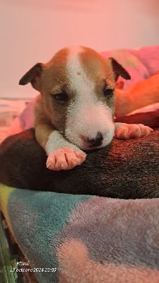 Les chiots de Bull Terrier Miniature