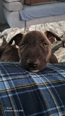 Les chiots de Bull Terrier Miniature