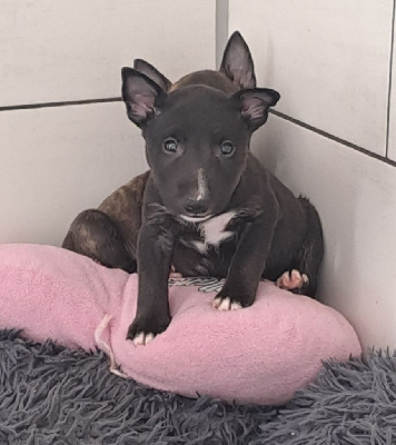 Les chiots de Bull Terrier Miniature