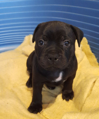 Les chiots de Staffordshire Bull Terrier