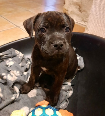 Les chiots de Staffordshire Bull Terrier