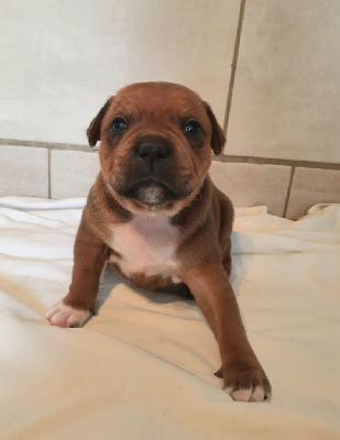 Les chiots de Staffordshire Bull Terrier