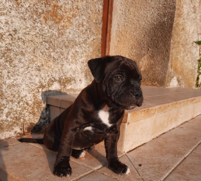 Les chiots de Staffordshire Bull Terrier