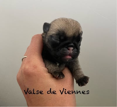 Valse de Viennes - Carlin