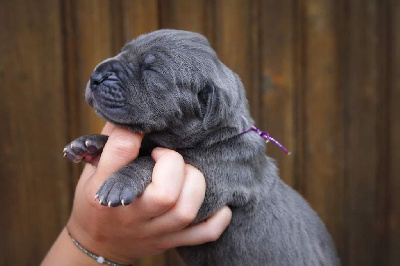 Les chiots de Dogue allemand