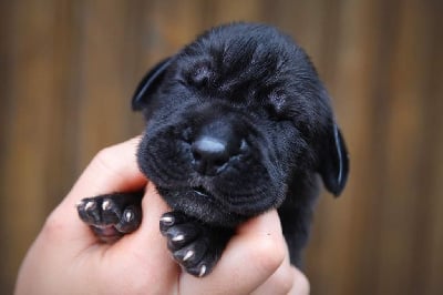 Les chiots de Dogue allemand