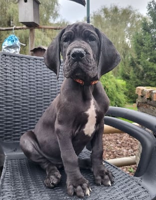 Les chiots de Dogue allemand