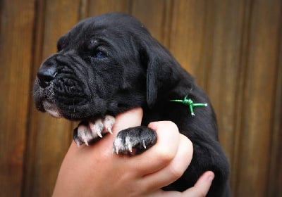 Les chiots de Dogue allemand