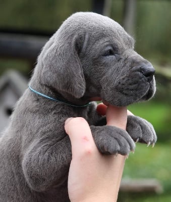 Les chiots de Dogue allemand