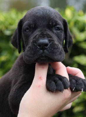 Les chiots de Dogue allemand