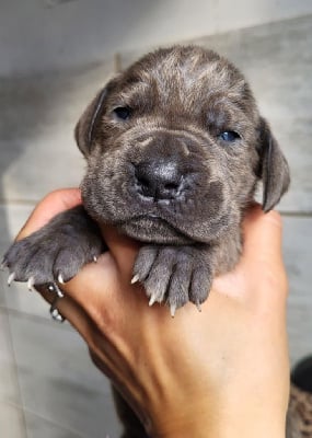 Les chiots de Dogue allemand