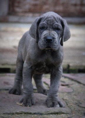 Les chiots de Dogue allemand