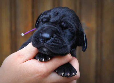 Les chiots de Dogue allemand