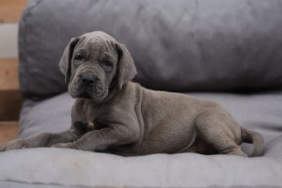 Les chiots de Dogue allemand