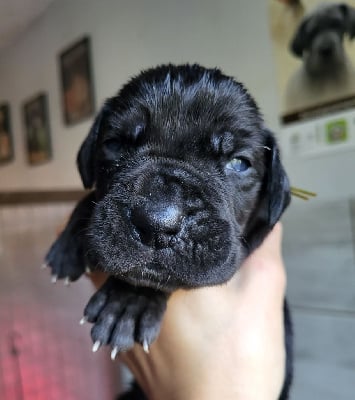 Les chiots de Dogue allemand