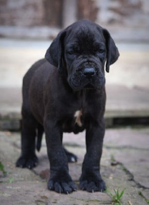 Les chiots de Dogue allemand