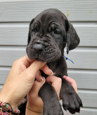 Les chiots de Dogue allemand