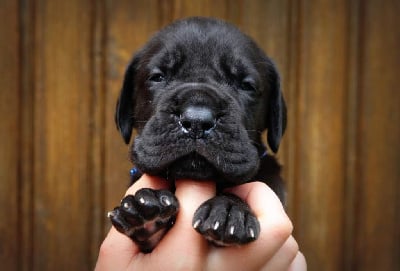 Les chiots de Dogue allemand