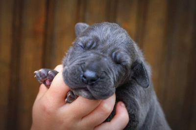 Les chiots de Dogue allemand