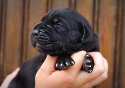 Les chiots de Dogue allemand