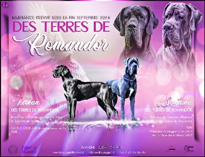 Les chiots de Dogue allemand