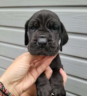 Les chiots de Dogue allemand