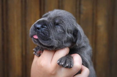 Les chiots de Dogue allemand