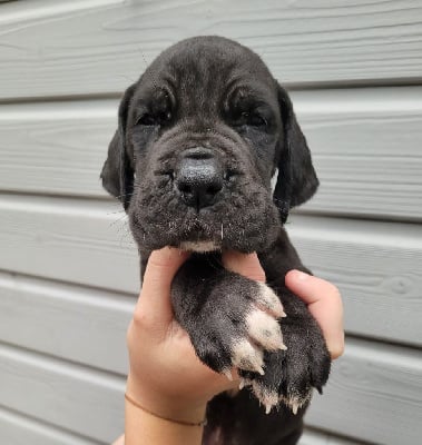 Les chiots de Dogue allemand