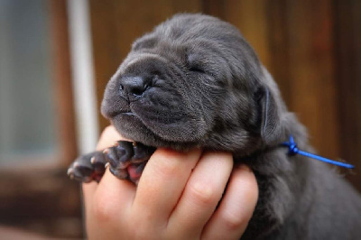 Les chiots de Dogue allemand