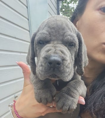 Les chiots de Dogue allemand