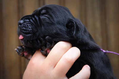 Les chiots de Dogue allemand