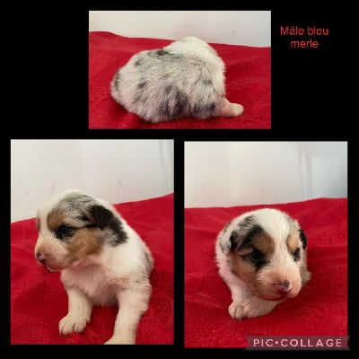 CHIOT 3 - Berger Australien