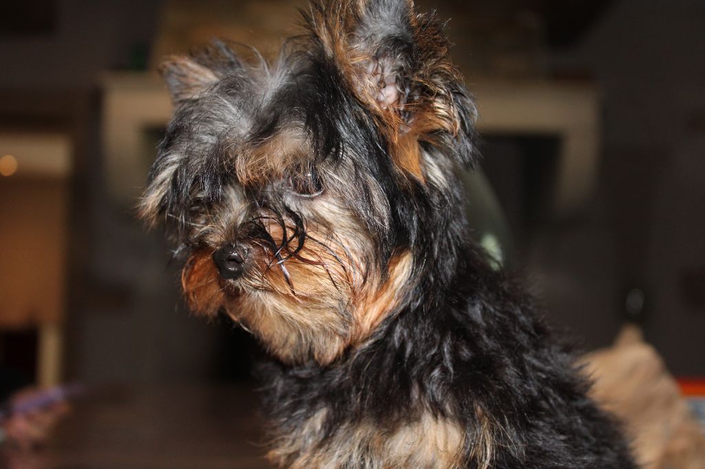 valentino - Yorkshire Terrier