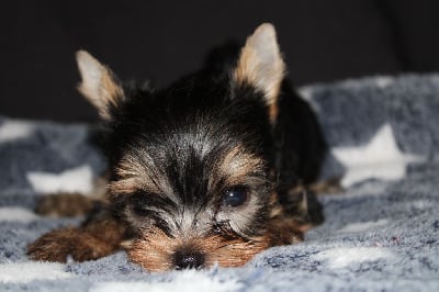 Les chiots de Yorkshire Terrier