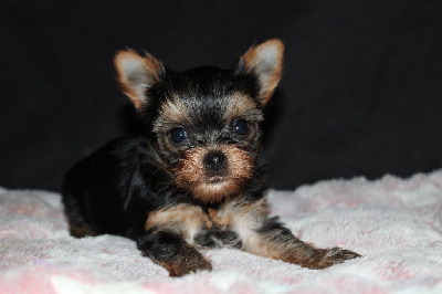 Les chiots de Yorkshire Terrier