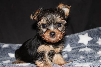 Les chiots de Yorkshire Terrier