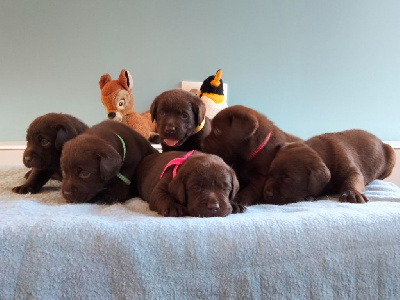 Les chiots de Labrador Retriever