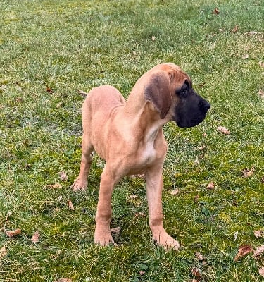 Les chiots de Dogue allemand