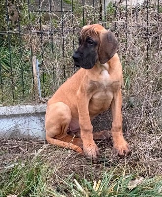 Les chiots de Dogue allemand