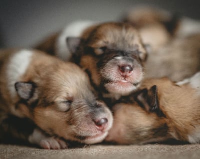 Les chiots de Colley à poil long