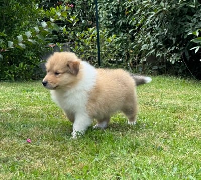 Les chiots de Colley à poil long