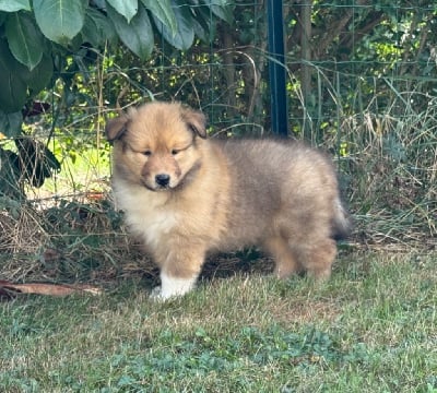 Les chiots de Colley à poil long