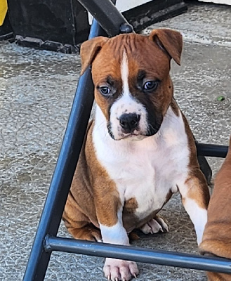 Les chiots de American Staffordshire Terrier