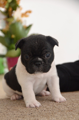 Les chiots de Bouledogue français