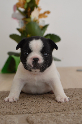 Les chiots de Bouledogue français