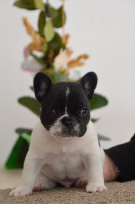 Les chiots de Bouledogue français