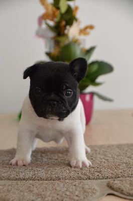 Les chiots de Bouledogue français