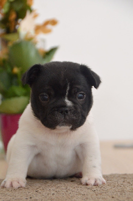 Les chiots de Bouledogue français