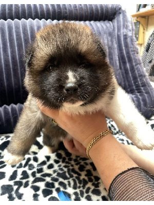 Les chiots de Akita americain