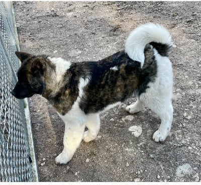 Les chiots de Akita americain